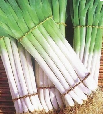 Welsh Onion  Allium fistulosum Evergreen